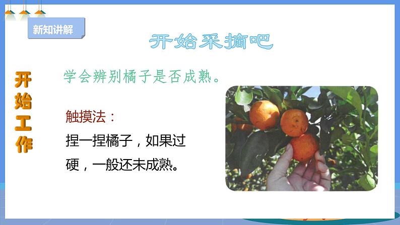【人教版】四下劳技 项目一0《小果农》课件+教案+素材07