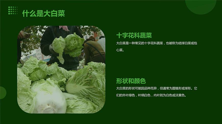人民版勞動六年級上冊 10貯藏大白菜（課件）第4頁