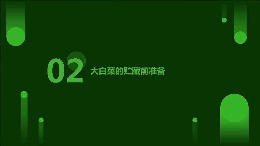 人民版勞動六年級上冊 10貯藏大白菜（課件）第7頁