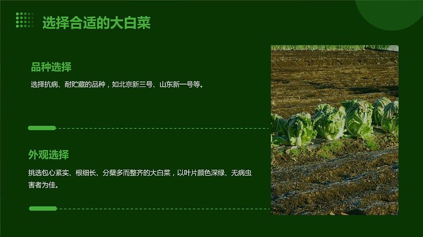 人民版勞動六年級上冊 10貯藏大白菜（課件）第8頁