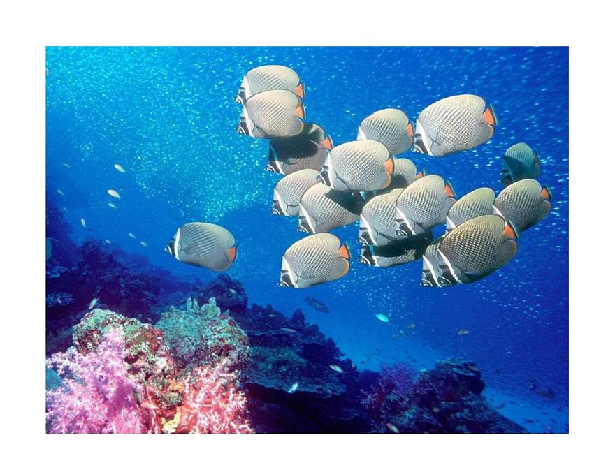 《魚(yú)的紋樣》課件第7頁(yè)