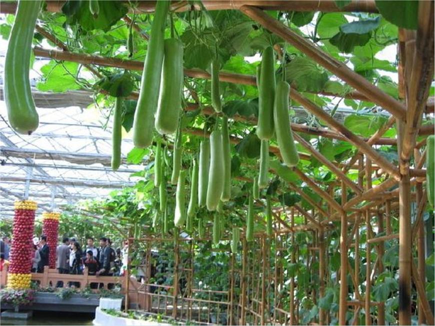 2 蔬菜 課件第7頁(yè)