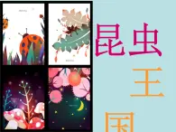 美术二年级上冀美版11昆虫王国（课件+教案）