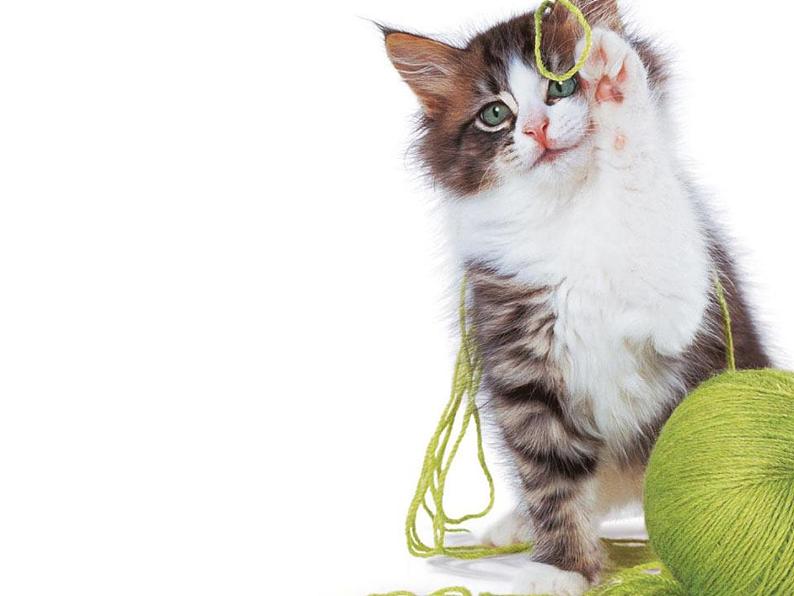 7.淘气的小猫第7页