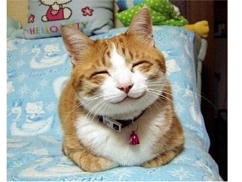 7.淘气的小猫第8页