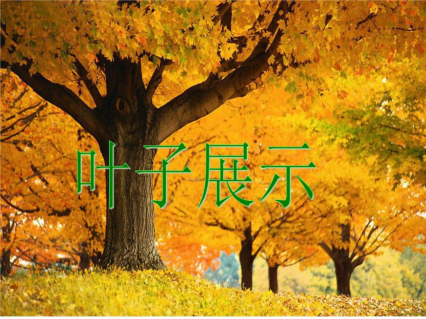葉子展示第1頁