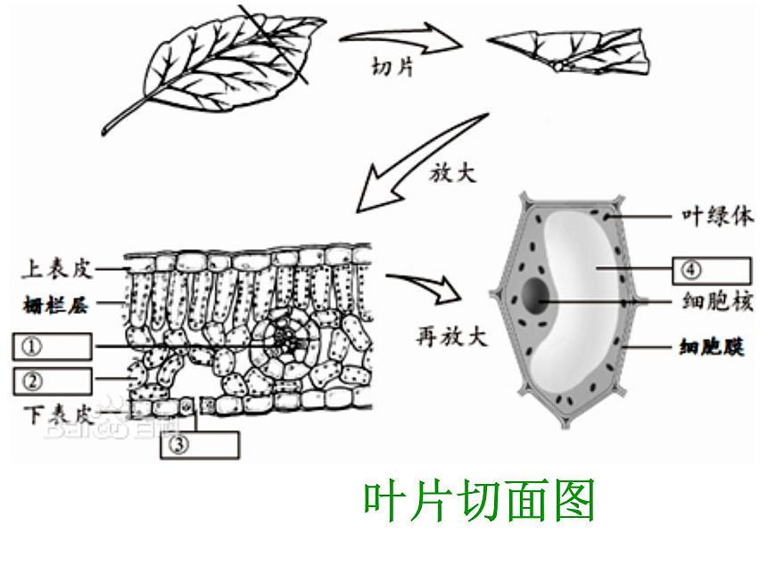 不同葉子的形態(tài)第3頁