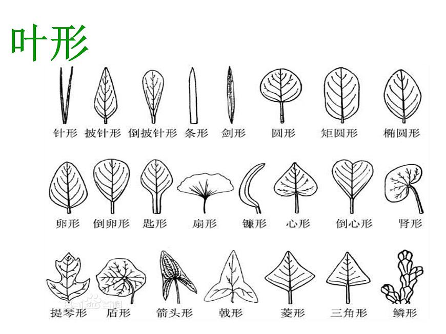 不同葉子的形態(tài)第4頁