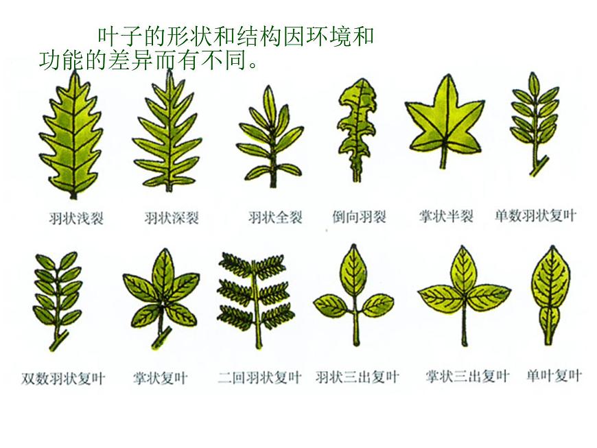 不同葉子的形態(tài)第5頁