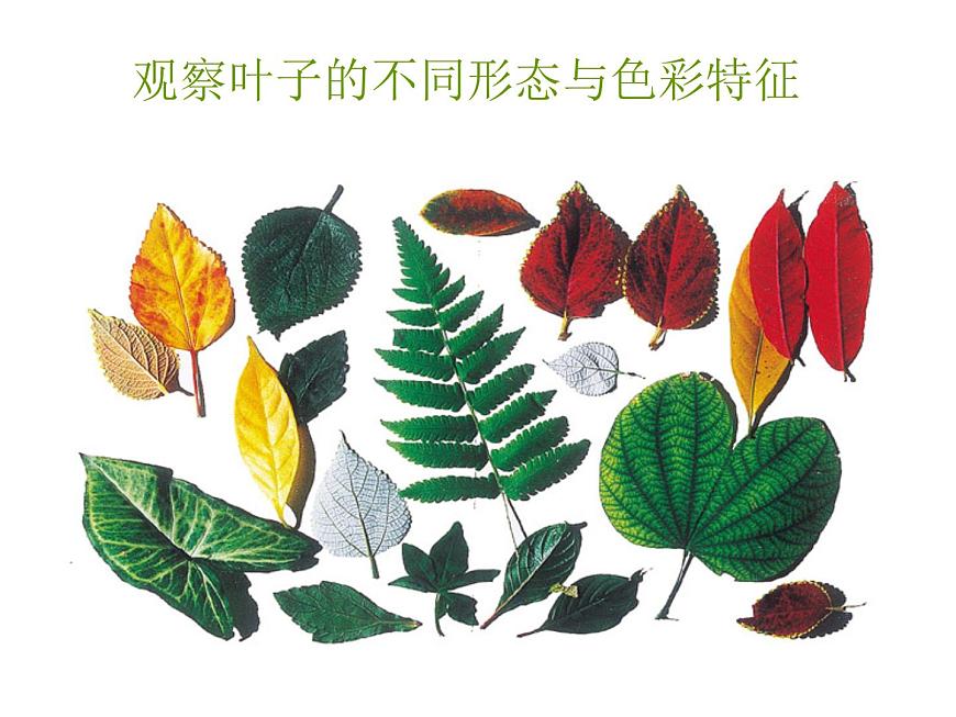 《美麗的葉子》課件第2頁