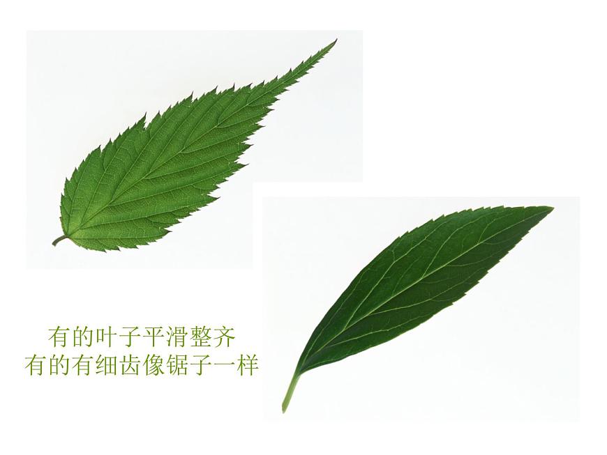 《美麗的葉子》課件第4頁