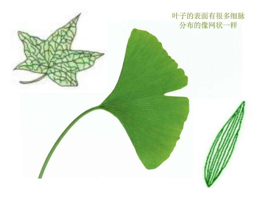 《美麗的葉子》課件第5頁