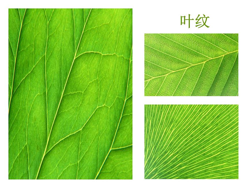 《美麗的葉子》課件第6頁
