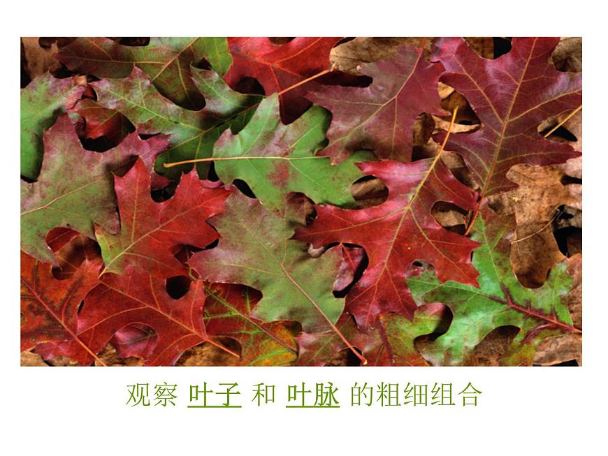 《美麗的葉子》課件第7頁