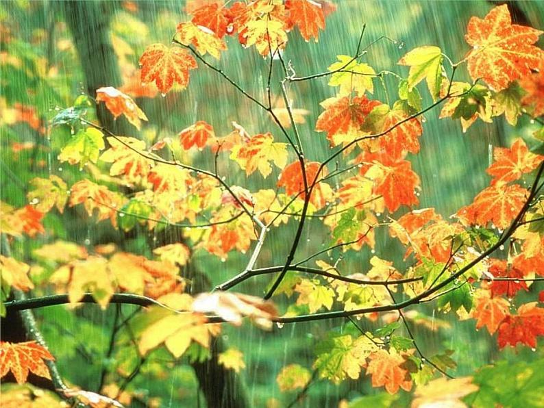雨来了 课件+教案+素材03