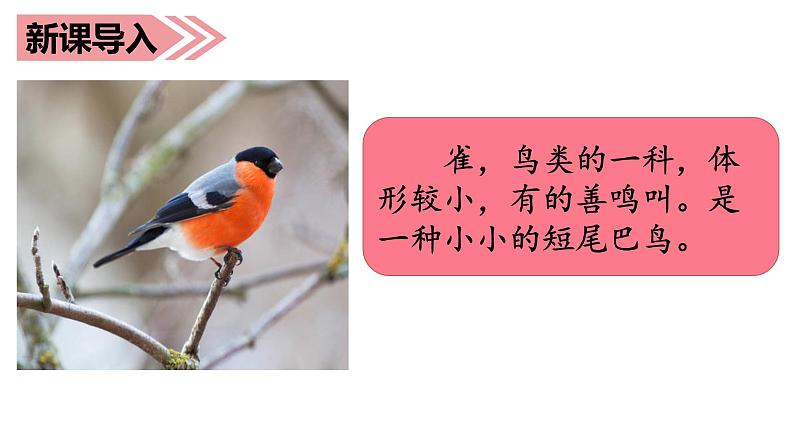 部编语文三上:26灰雀 精品PPT课件+素材01