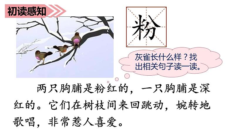 部编语文三上:26灰雀 精品PPT课件+素材06