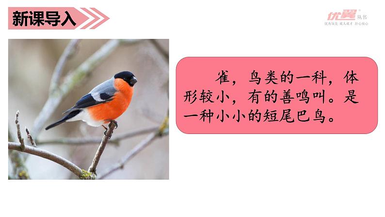 部编语文三上:26灰雀 精品PPT课件+素材01