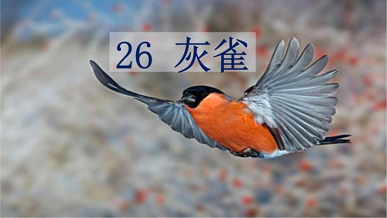 部编语文三上:26灰雀 精品PPT课件+素材02