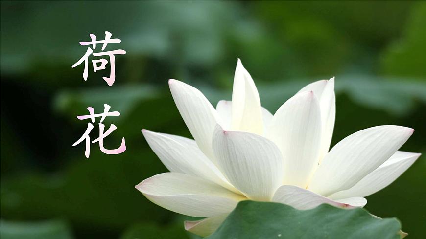 《荷花》課件PPT第1頁