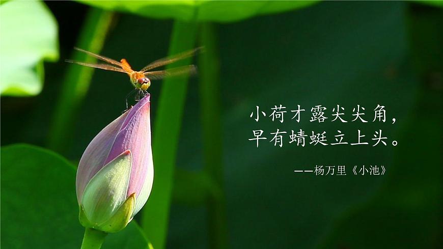 《荷花》課件PPT第2頁