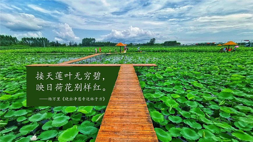 《荷花》課件PPT第3頁