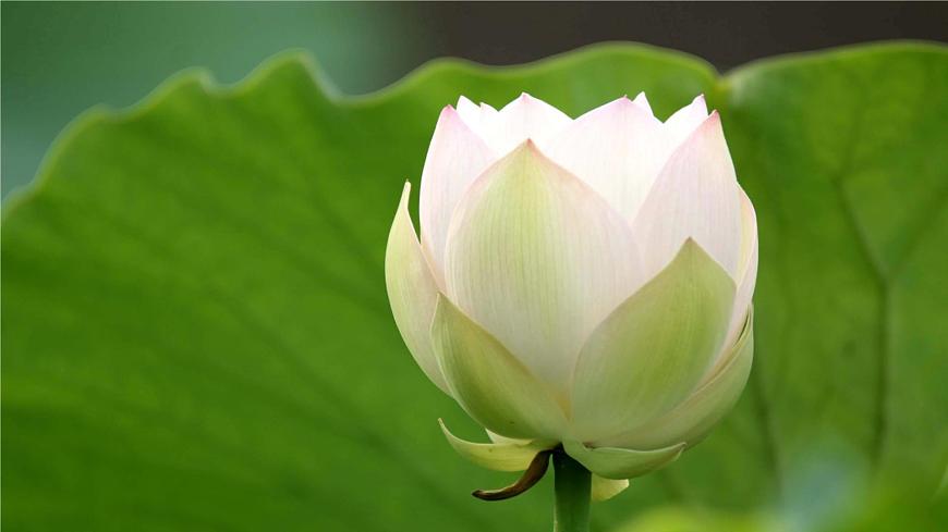 《荷花》課件PPT第6頁