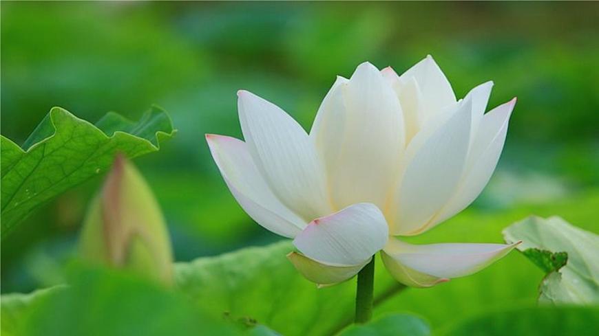 《荷花》課件PPT第7頁