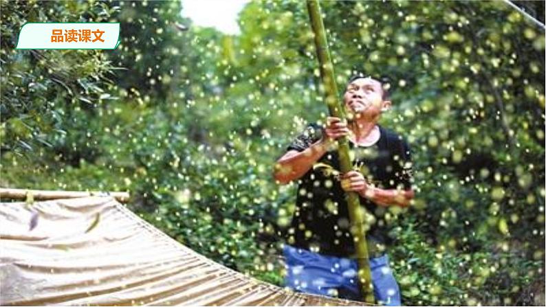 3《桂花雨》第二课时 课件第6页