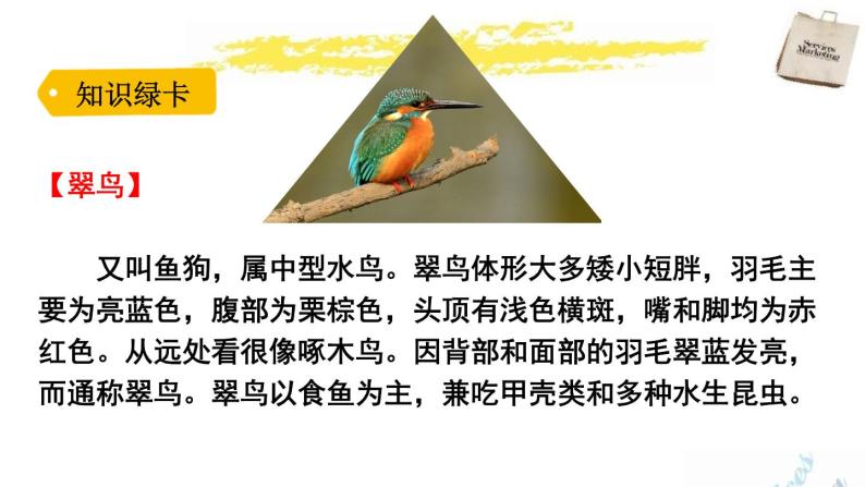 部编版三年级语文上册《搭船的鸟》PPT课文课件 (2)03