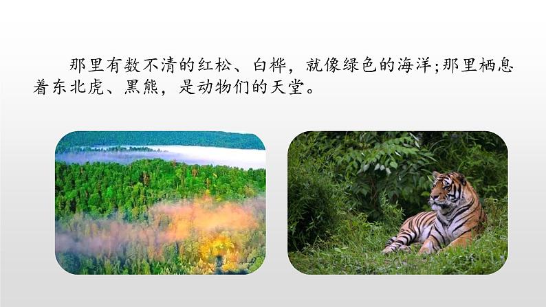 三年级上册语文课件-20美丽的小兴安岭(第一课时)人教(部编版) (共21张PPT)第4页
