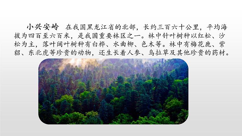 三年级上册语文课件-20美丽的小兴安岭(第一课时)人教(部编版) (共21张PPT)第7页