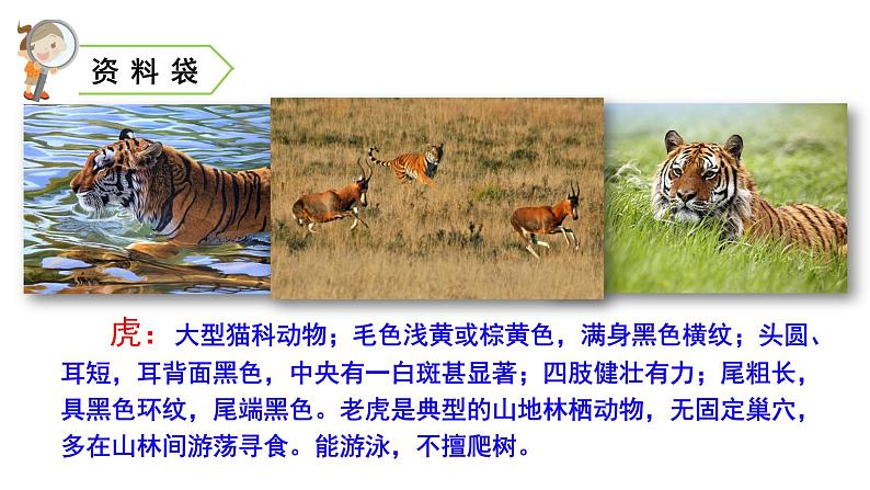 四年级上册第六单元 课文19 一只窝囊的大老虎课件PPT第3页