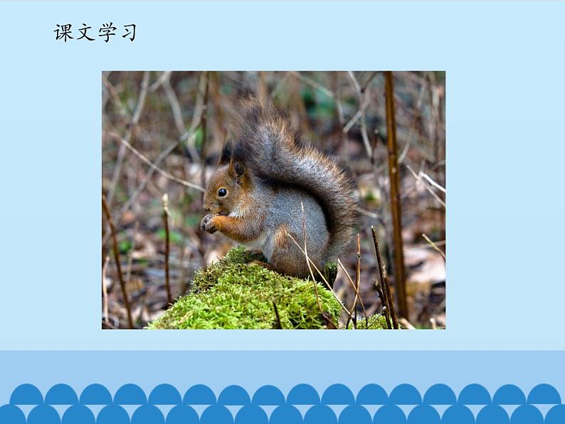 一年级上册语文 课文(二)6.比尾巴(1) 课件 部编版 (五四制)08