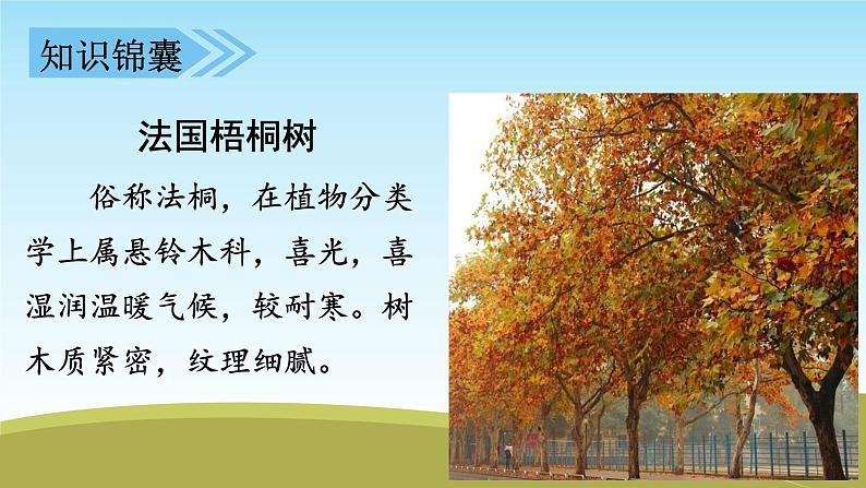 人教部编版三年级上册5 (课堂教学课件)铺满金色巴掌的水泥道04