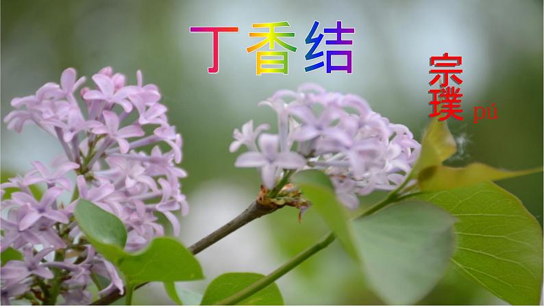 人教部编版 六年级上册 2 丁香结课件(30张PPT)第4页