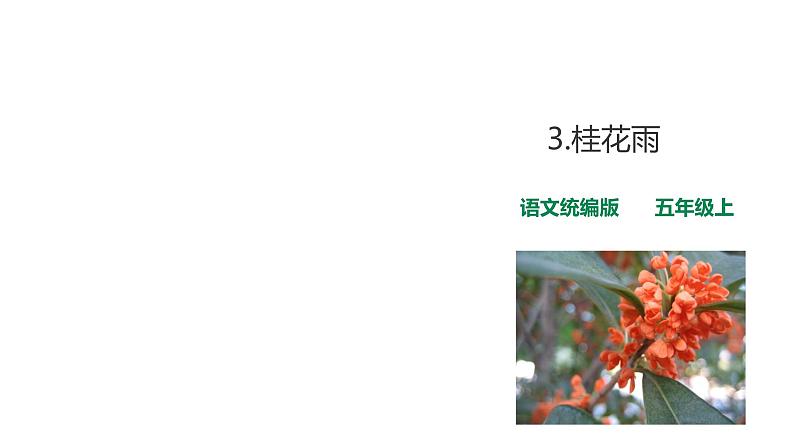 部编版五年级上册语文---3桂花雨 课件(32张PPT)01