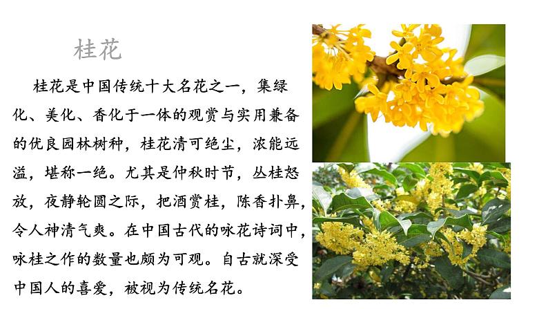 部编版五年级上册语文---3桂花雨 课件(32张PPT)03