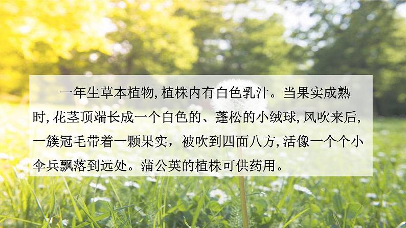 部编版三年级语文 16 金色的草地课件(22+15张PPT)04