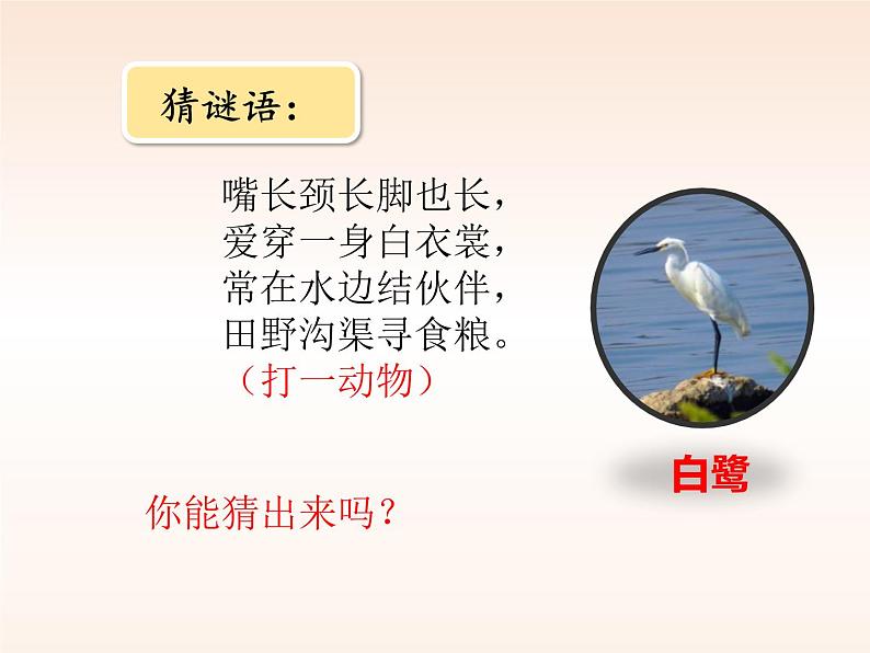 部编版五年级语文上册《白鹭》PPT课件 (2)02