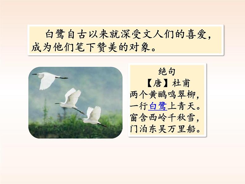 部编版五年级语文上册《白鹭》PPT课件 (2)03