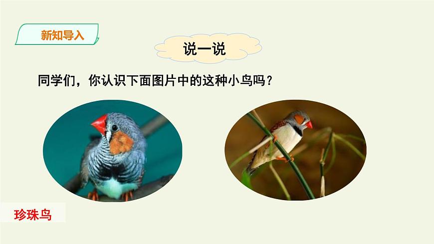 部編版五年級(jí)語(yǔ)文上冊(cè)《珍珠鳥(niǎo)》PPT課文課件 (13)第2頁(yè)