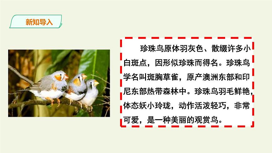 部編版五年級(jí)語(yǔ)文上冊(cè)《珍珠鳥(niǎo)》PPT課文課件 (13)第3頁(yè)