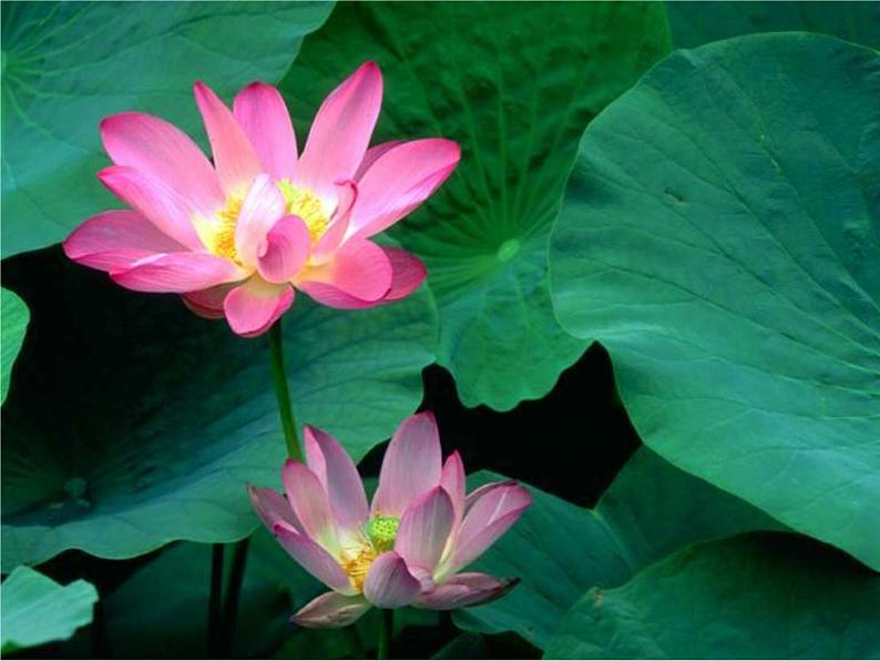 部编版语文一年级下册 课文(四)荷叶圆圆-课件第2页