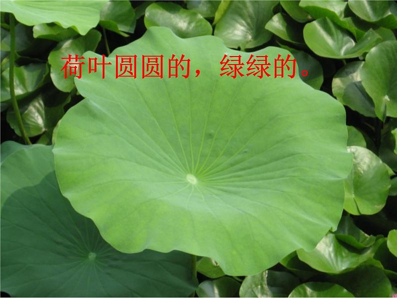 部编版语文一年级下册 课文(四)荷叶圆圆-课件第5页