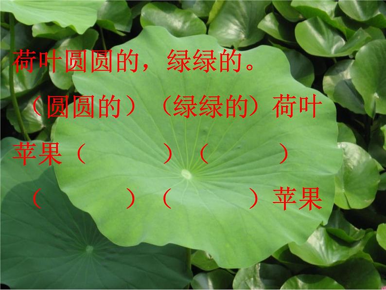 部编版语文一年级下册 课文(四)荷叶圆圆-课件第6页