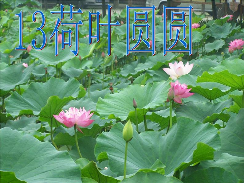 部编版语文一年级下册 课文(四)荷叶圆圆-课件第7页