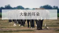 人教部编版课文619 大象的耳朵教学ppt课件
