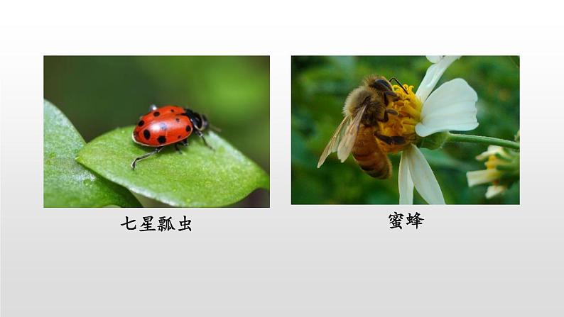 部编版二年级语文下册《我是一只小虫子》PPT课件 (6)第2页