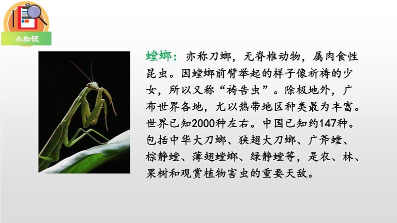 部编版二年级语文下册《我是一只小虫子》PPT课件 (6)第5页